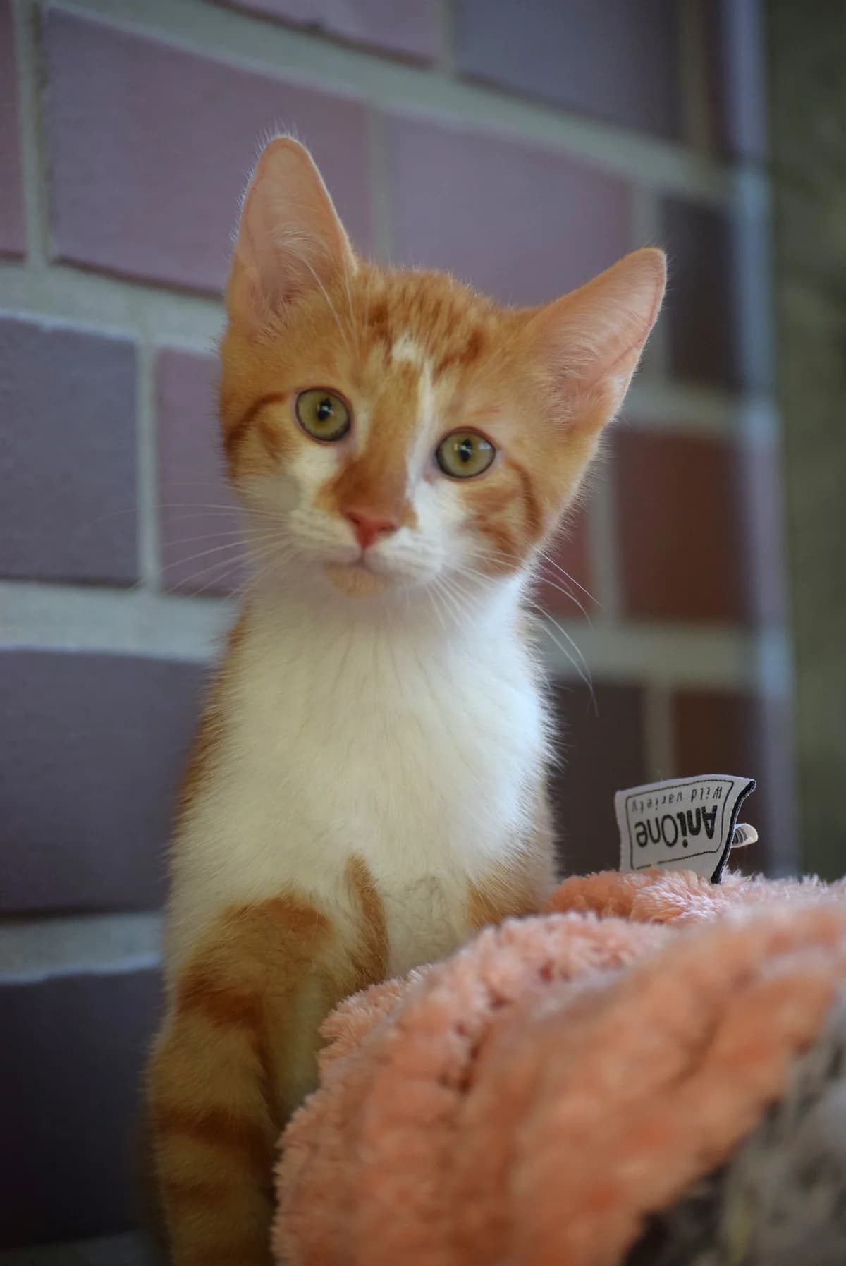 Winston, male Mixed Breed for adoption at Julias Tierheim Ahaus