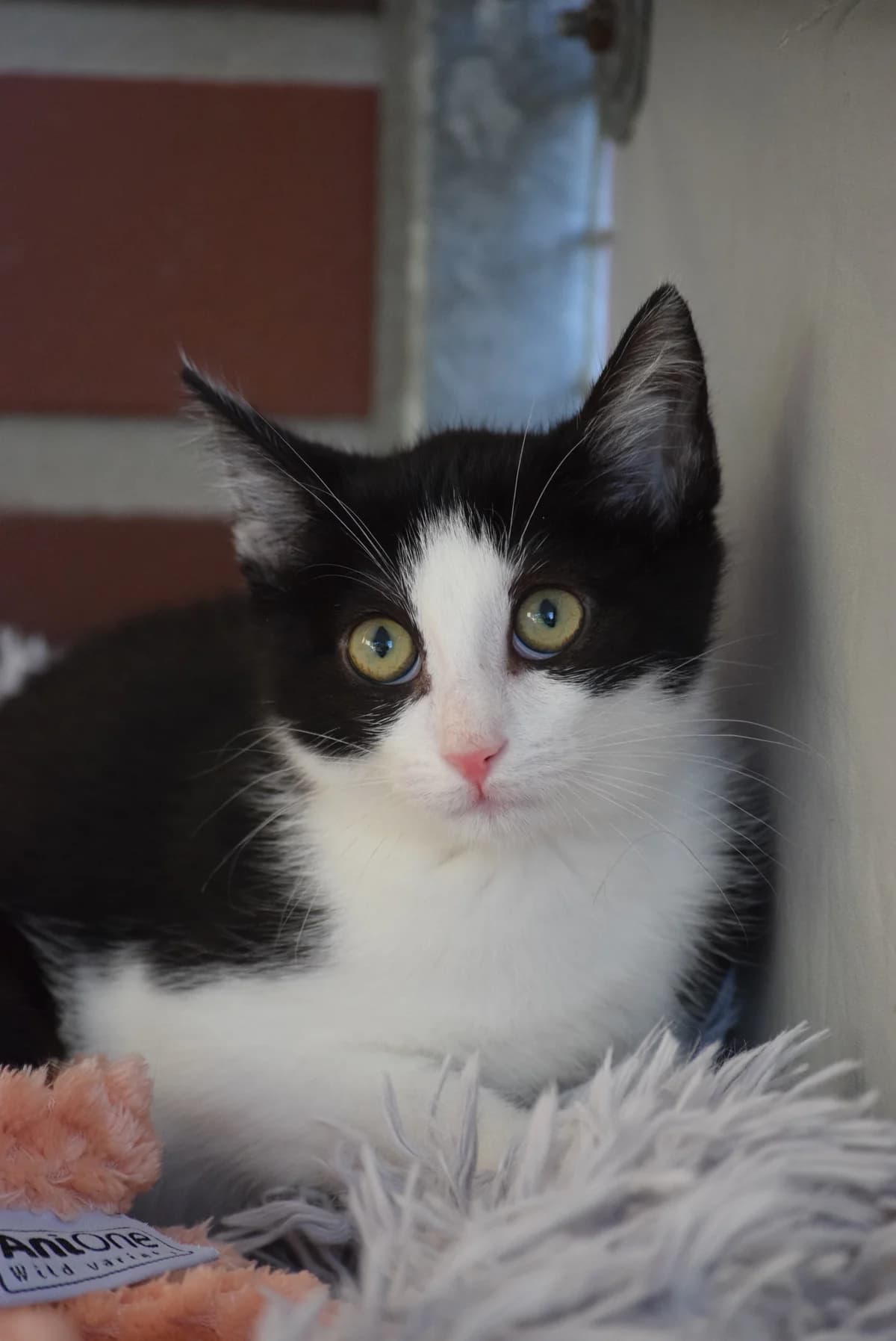 Wiona, female senior Mixed Breed for adoption at Julias Tierheim Ahaus