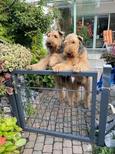 Yago Und Yason, male senior Mixed Breed for adoption at Julias Tierheim Ahaus