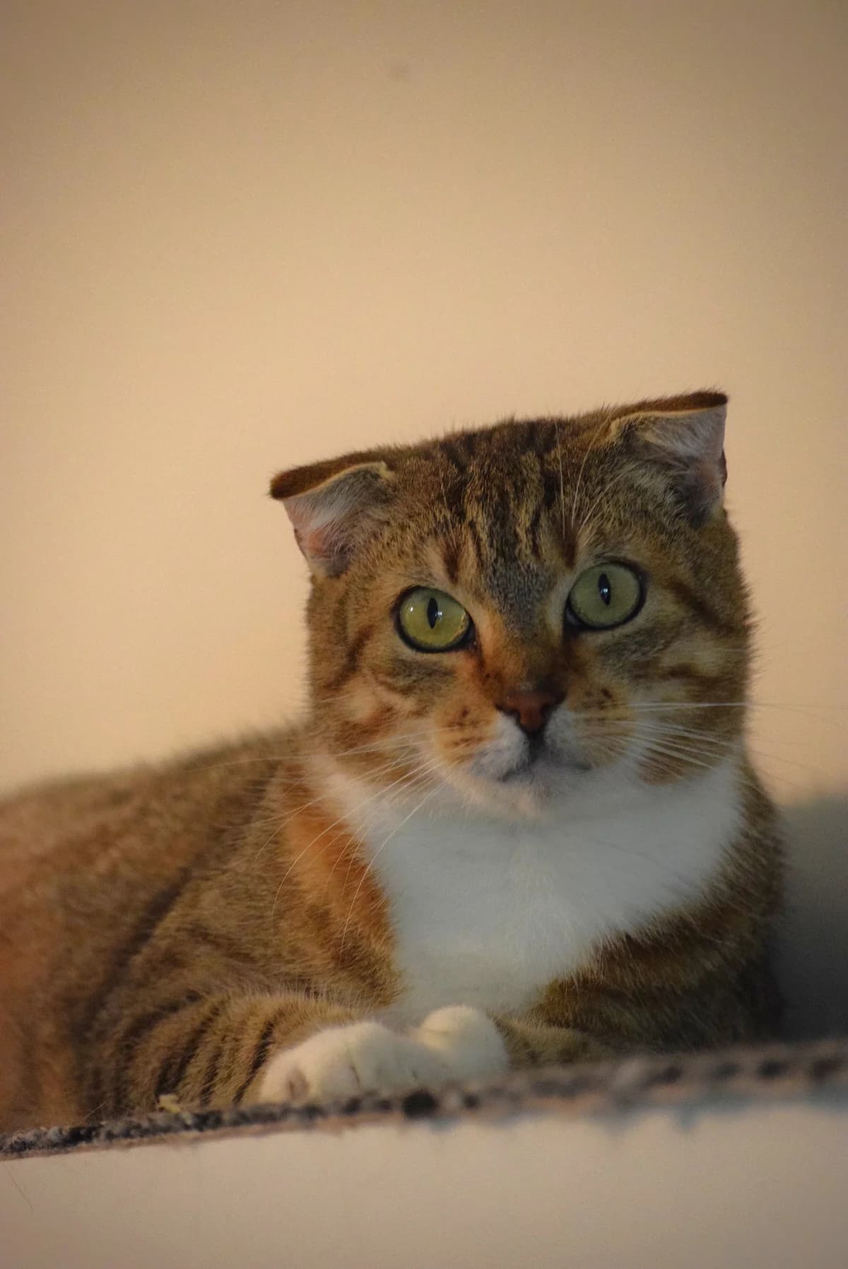 Zendaya, female senior Mixed Breed for adoption at Julias Tierheim Ahaus