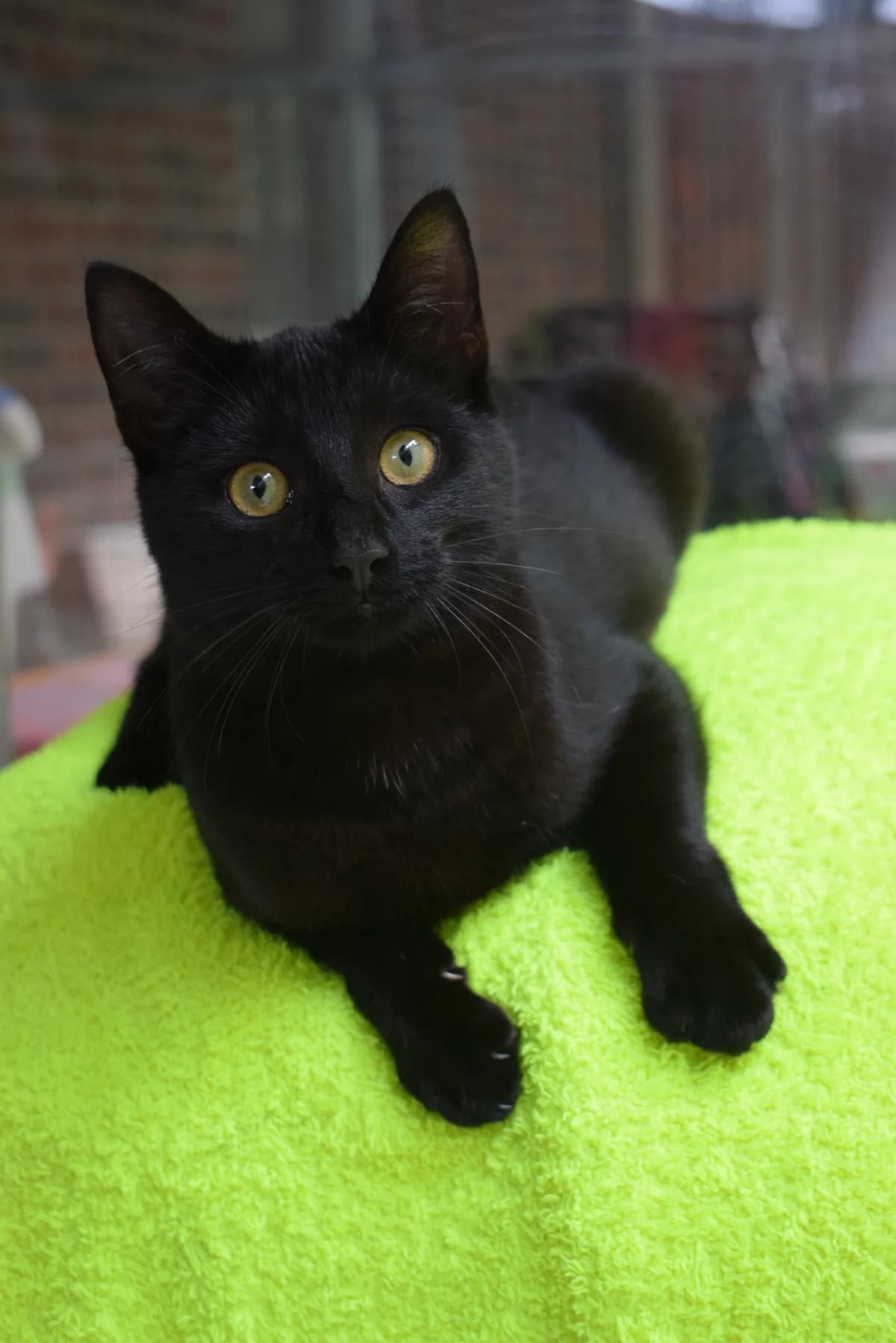 Zora, female senior Mixed Breed for adoption at Julias Tierheim Ahaus