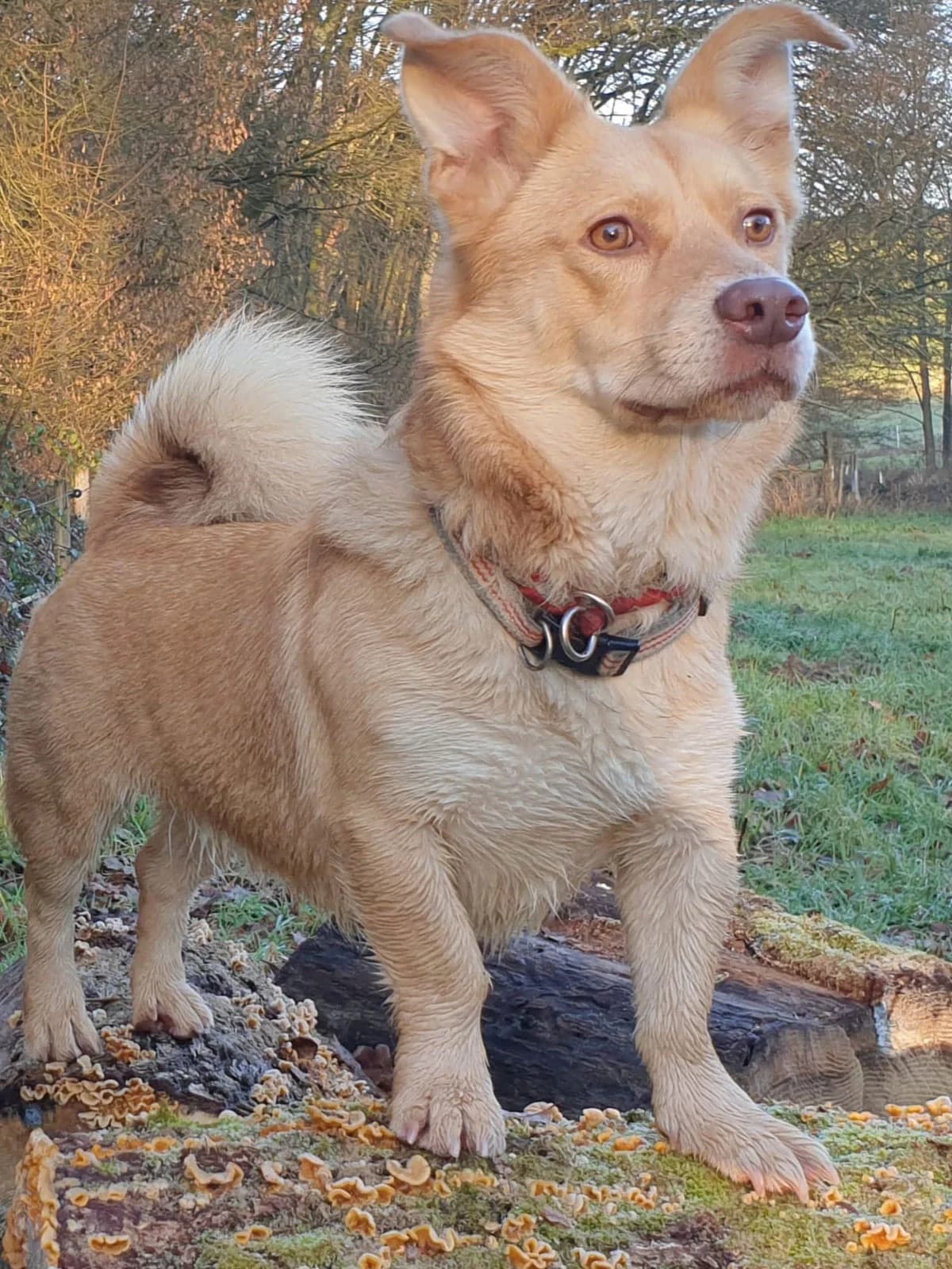 Eddy, male 7yo Mixed Breed for adoption at Karibu - Hoffnung für Tiere e.V., Hamm/Sieg