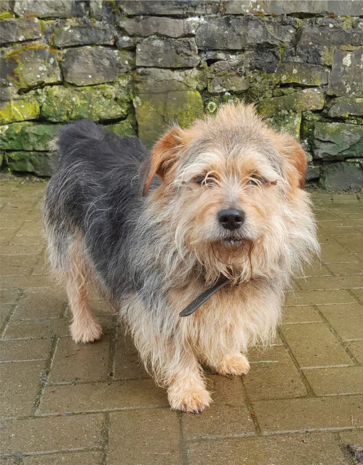 Hugo, male 5yo Mixed Breed for adoption at Karibu - Hoffnung für Tiere e.V., Hamm/Sieg