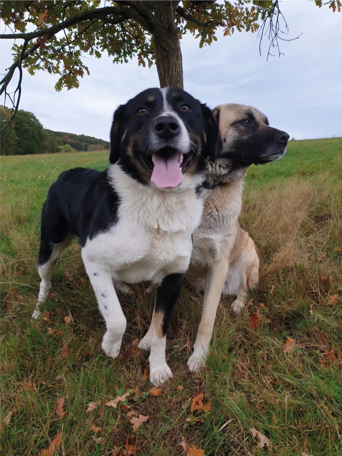 Jüxel und Fintec, 6yo Mixed Breed for adoption at Karibu - Hoffnung für Tiere e.V., Hamm/Sieg