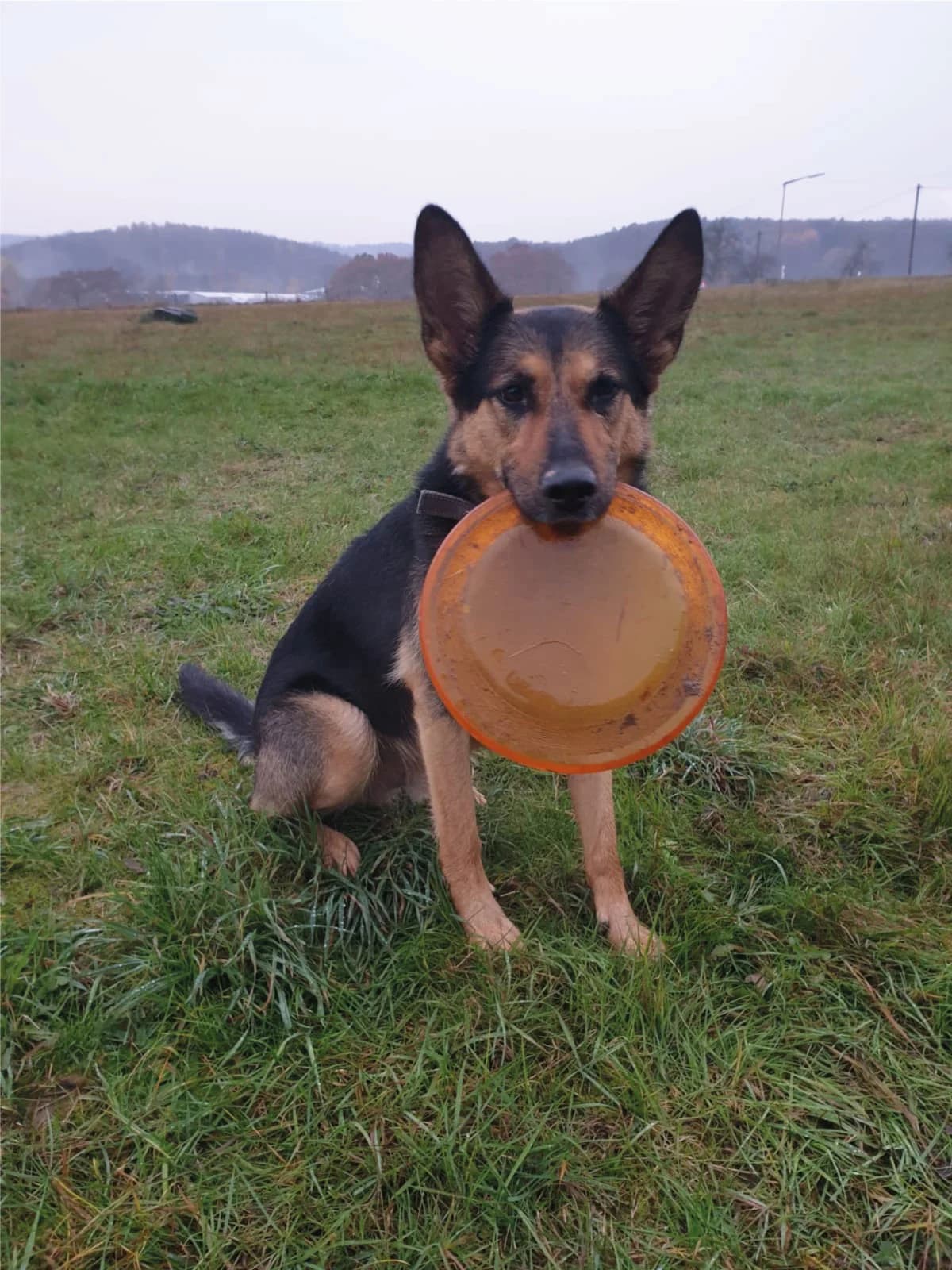 Lucky, male senior German Shepherd for adoption at Karibu - Hoffnung für Tiere e.V., Hamm/Sieg