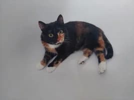 Mia, female young Mixed Breed for adoption at Katzen-Engel e.V.