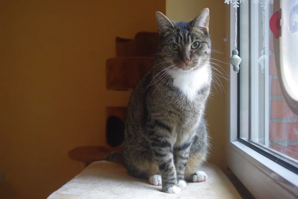 Buddy, weiß female senior Mixed Breed for adoption at Katzenfreiheit e.V.