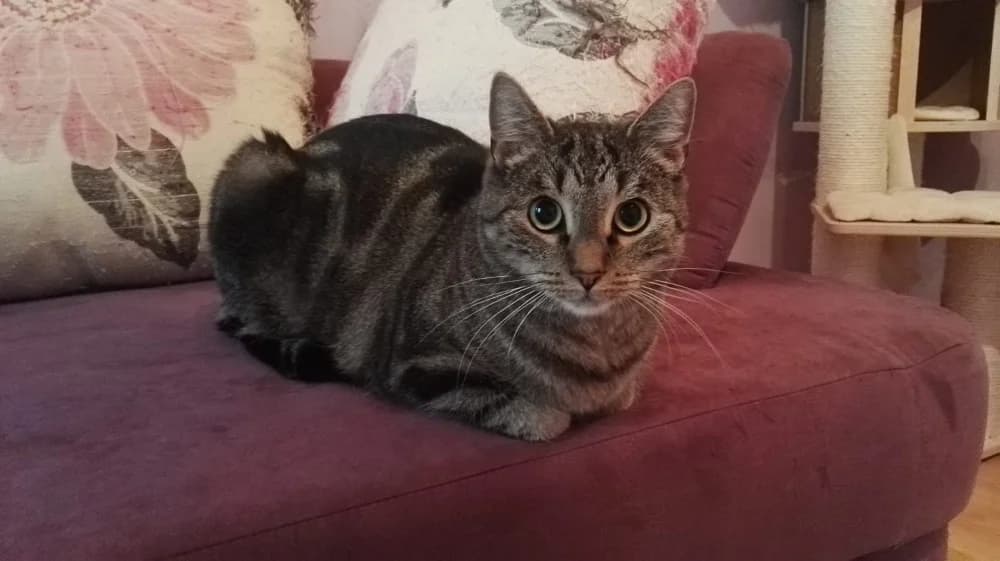Kandis, female senior Mixed Breed for adoption at Katzenfreiheit e.V.