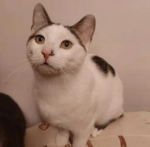 Pinos, male 4yo mixed breed for adoption at Katzenfreunde grenzenlos e.V., Bonn