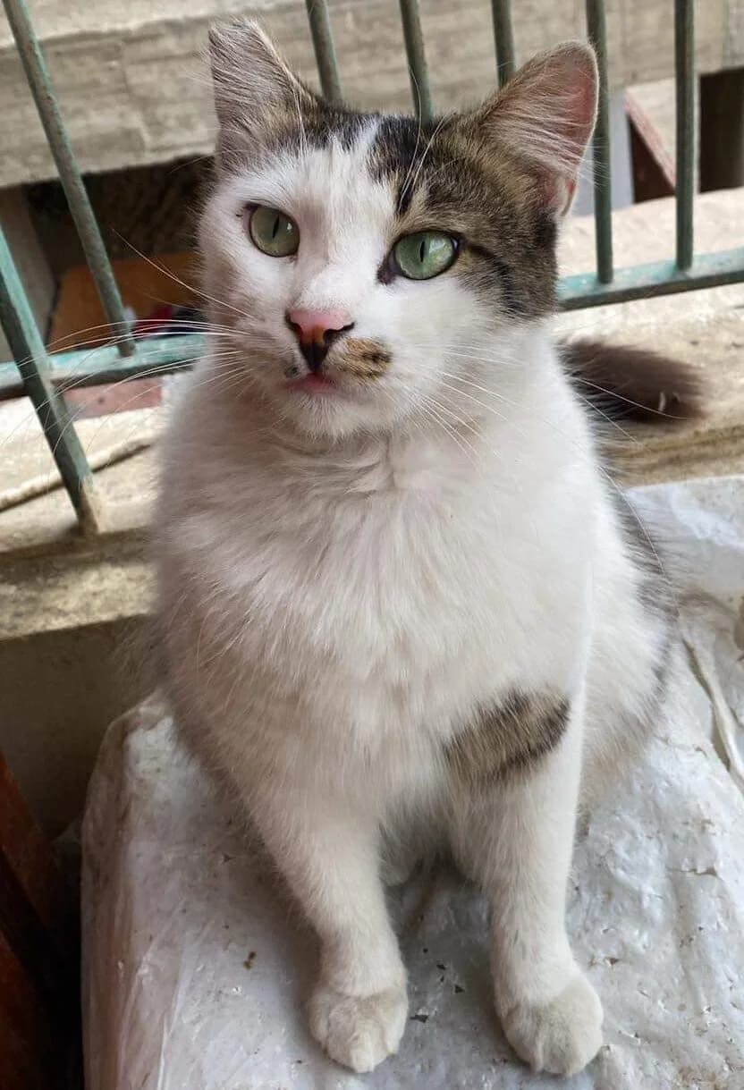 Sammy, grau male 4yo mixed breed for adoption at Katzenfreunde grenzenlos e.V., Bonn