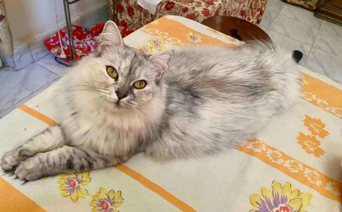Minka, female young mixed breed for adoption at Katzenfreunde grenzenlos e.V., Bonn