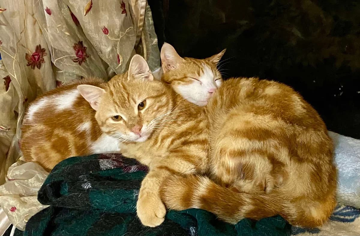 Mesho und Meshmesh, rot male young mixed breed for adoption at Katzenfreunde grenzenlos e.V., Bonn