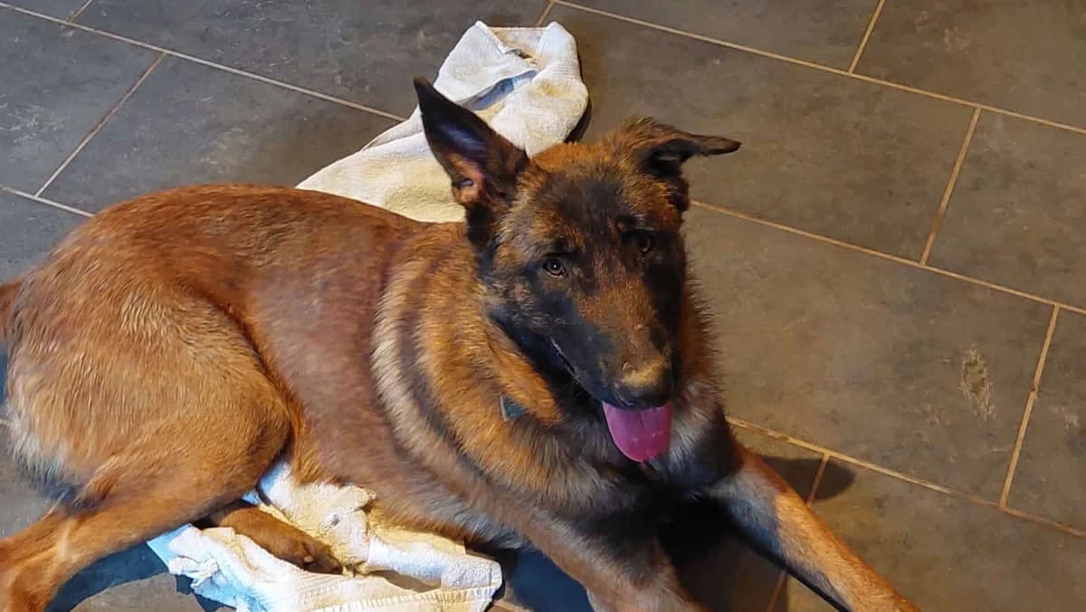 Jack sucht ein neues Zuhause, 4yo Mixed Breed for adoption at Katzenfreunde Lebach e.V., Lebach