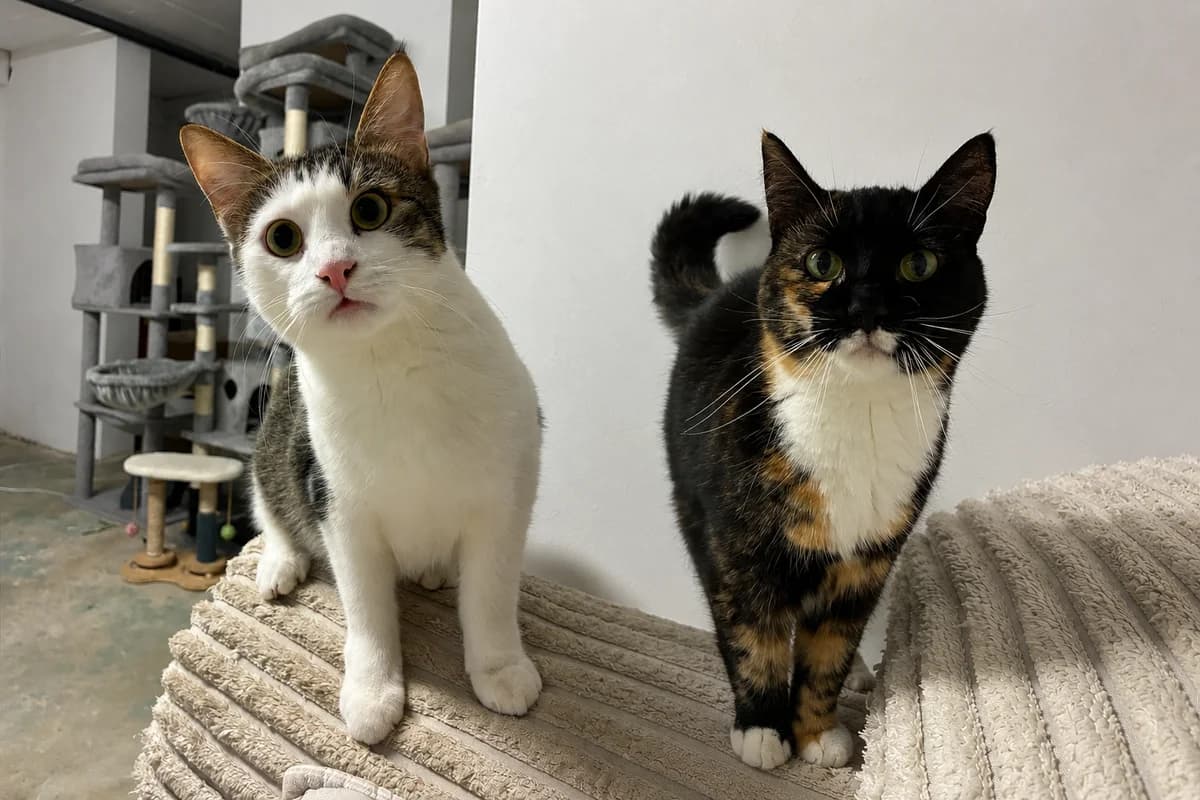 ChatGPT Image 18. Aug. 2026 10 46 17, Mixed Breed for adoption at Katzenhaus Bienen