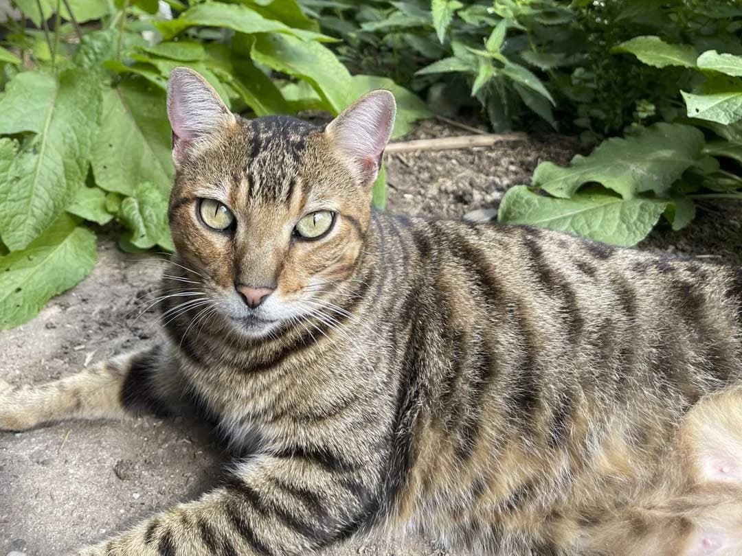 Leo, Mixed Breed for adoption at Katzenhaus Bienen