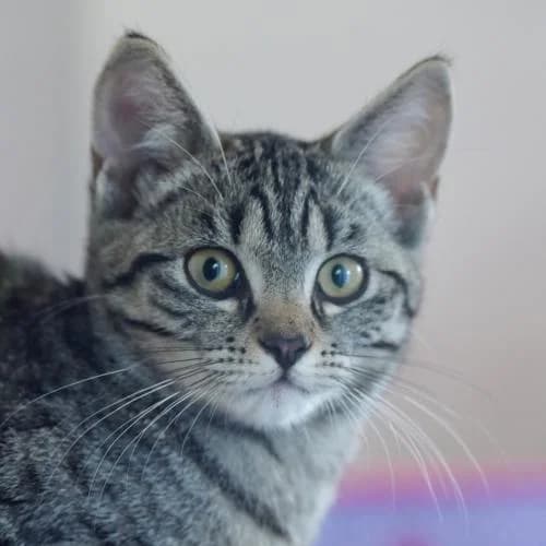 1 Katzenkind, female European Shorthair for adoption at ...