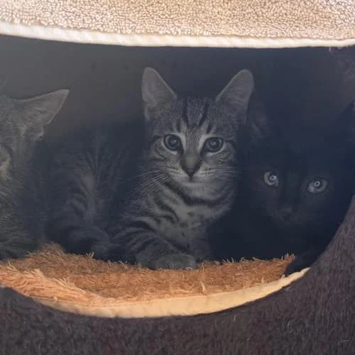 3 Kater, male European Shorthair for adoption at ...
