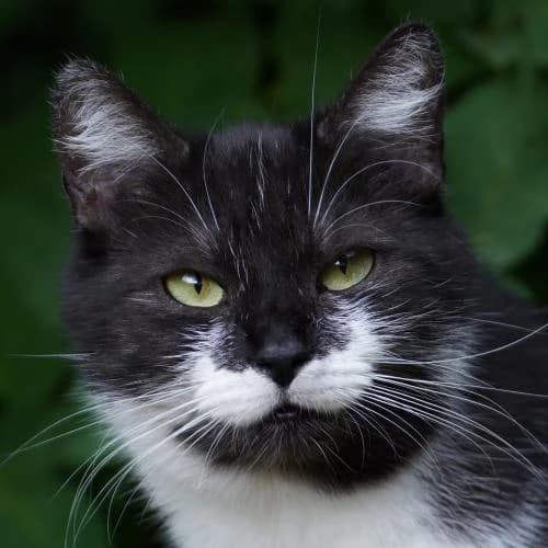 Adele - Patenkatze, female European Shorthair for adoption at ...