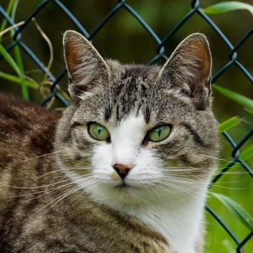 Bine (kam mit Milla + Moritz) - Patenkatze, female European Shorthair for adoption at ...