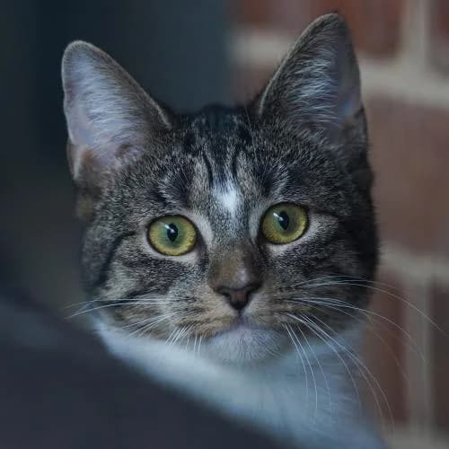 Bluna - Patenkatze, female European Shorthair for adoption at ...