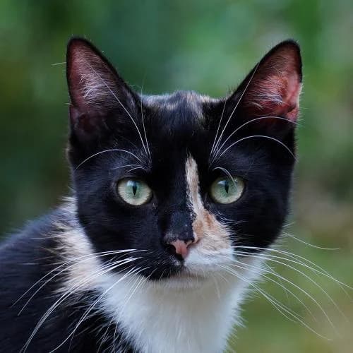 Bonita - Patenkatze, female European Shorthair for adoption at ...
