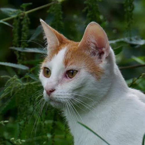 Bonnie - Patenkatze, female European Shorthair for adoption at ...