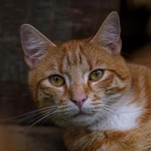 Boris - Patenkatze, male European Shorthair for adoption at ...