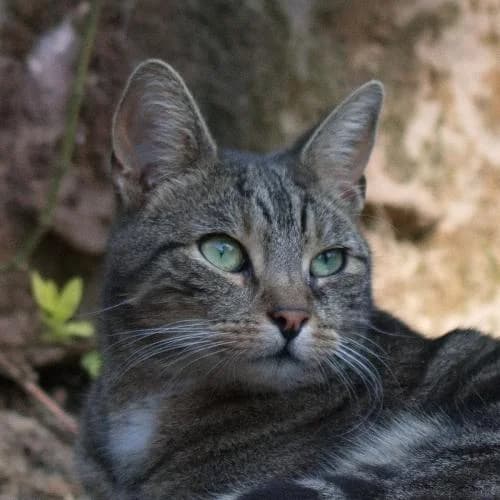 Bossmann, male European Shorthair for adoption at ...