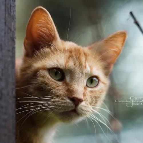 Cherry - Patenkatze, female European Shorthair for adoption at ...