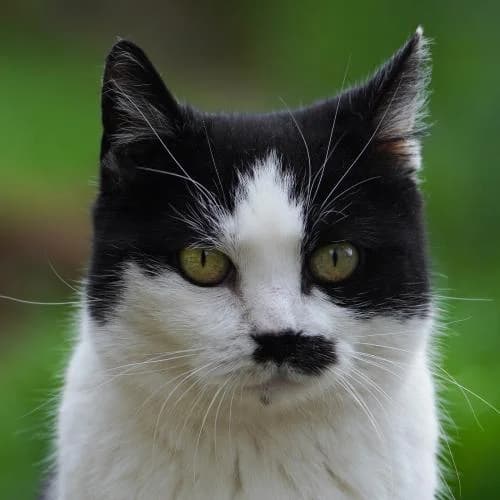 Coco - Patenkatze, female European Shorthair for adoption at ...