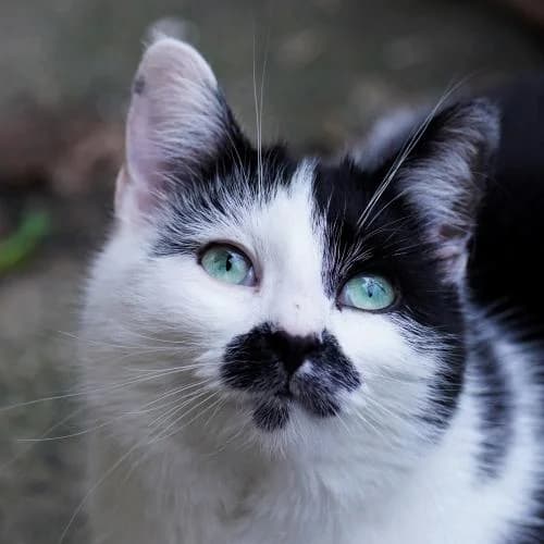 Fabia (Mutterkatze Jenny) - Patenkatze, female European Shorthair for adoption at ...