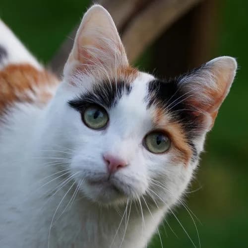 Fiene - Patenkatze, female European Shorthair for adoption at ...