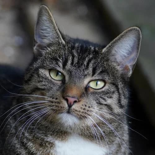 Fiona (Mutterkatze Jenny) - Patenkatze, female European Shorthair for adoption at ...