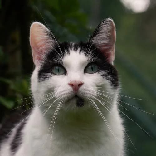 Franky (Mutterkatze Jenny) - Patenkatze, male European Shorthair for adoption at ...