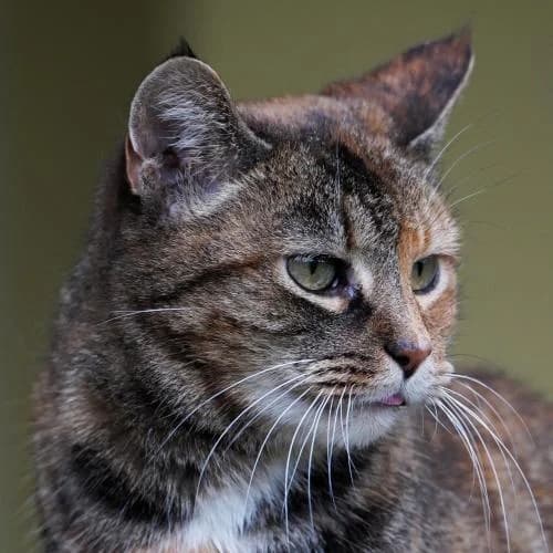 Hexe - Patenkatze, female European Shorthair for adoption at ...