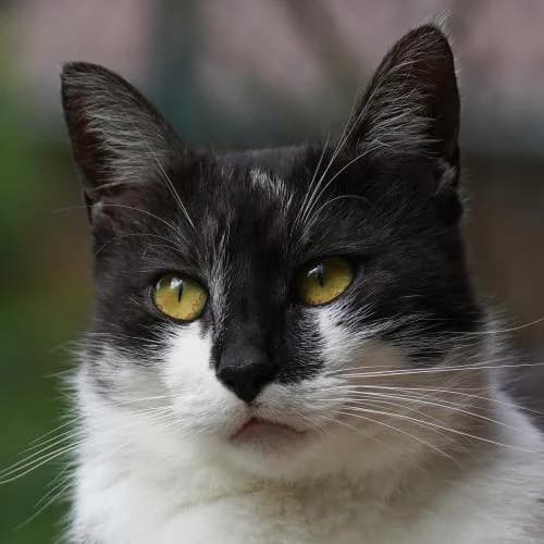 Jerry (gehört zu Tom) - Patenkatze, male European Shorthair for adoption at ...