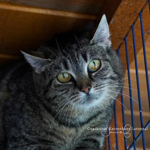 Klara, female European Shorthair for adoption at ...