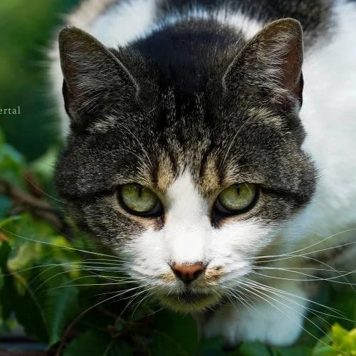 Lilly - Kätzin mit Handicap - Patenkatze, female European Shorthair for adoption at ...