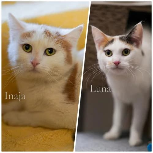 Luna & Inaja + 4 Kitten, female European Shorthair for adoption at ...