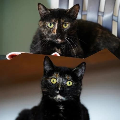 Luna (w) & Leni (w), female European Shorthair for adoption at ...