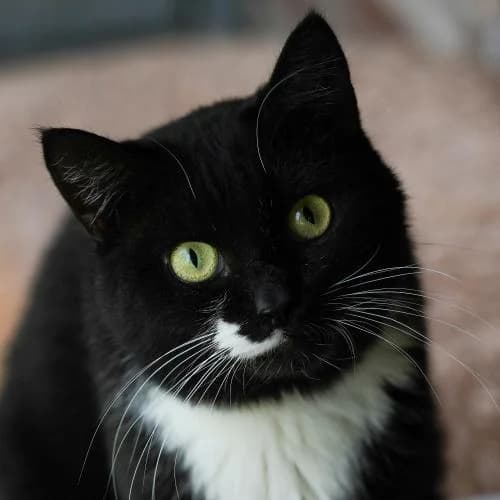 Maja (I) - Patenkatze, female European Shorthair for adoption at ...
