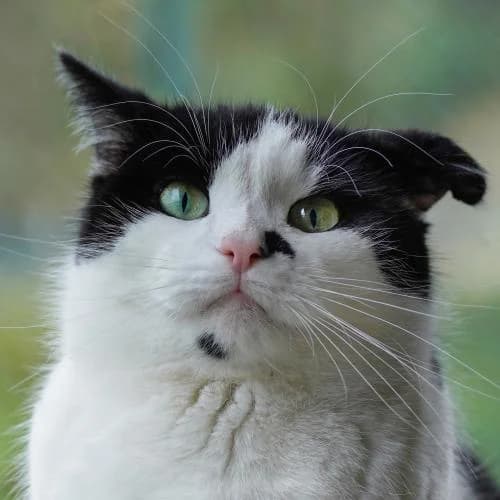 Marilyn (gehört zu Monroe) - Patenkatze, female European Shorthair for adoption at ...