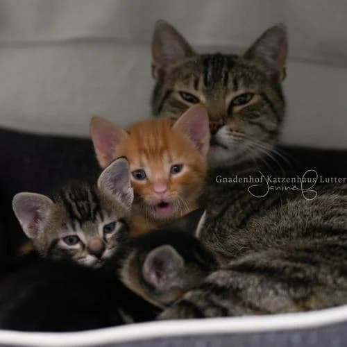 MICKY + 3 Kitten, female European Shorthair for adoption at ...