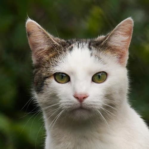 Milla (kam mit Bine + Moritz) - Patenkatze, female European Shorthair for adoption at ...