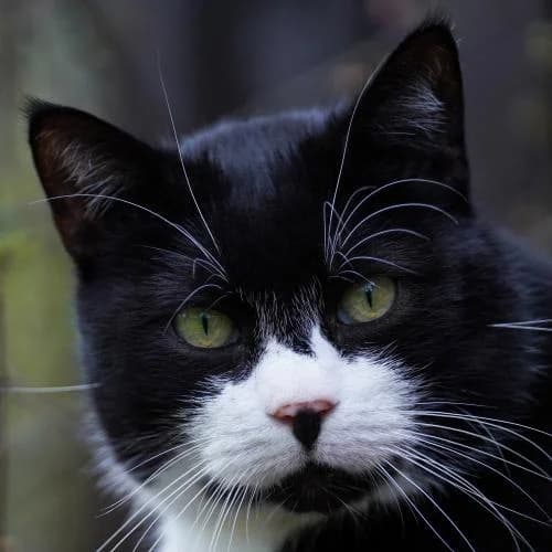 Minky - Patenkatze, female European Shorthair for adoption at ...