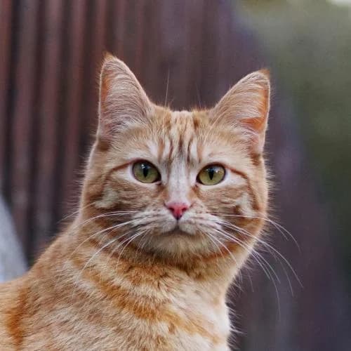 Molly, female European Shorthair for adoption at ...