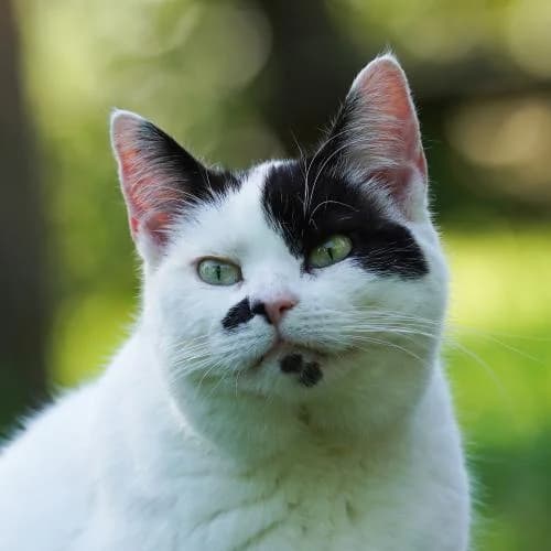 Monroe (gehört zu Marilyn) - Patenkatze, female European Shorthair for adoption at ...