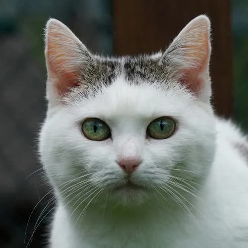 Mo(ritz) (kam mit Milla + Bine) - Patenkatze, female European Shorthair for adoption at ...