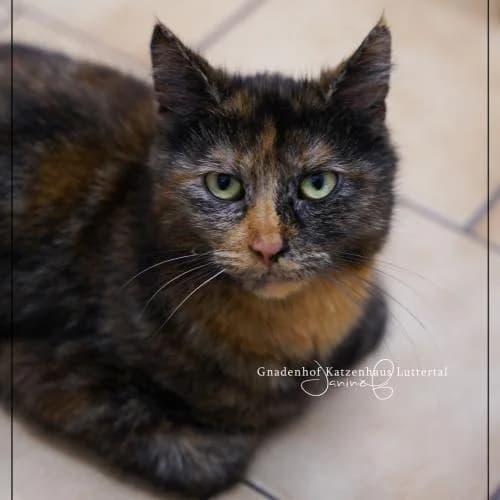 Mutterkatze + 5 Kitten, female European Shorthair for adoption at ...