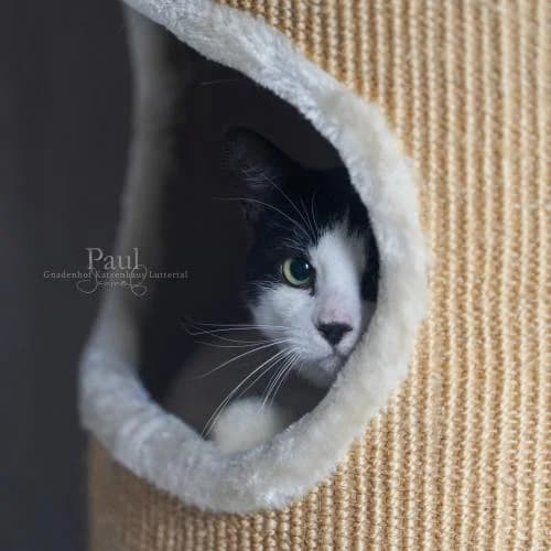 Paul, male European Shorthair for adoption at ...